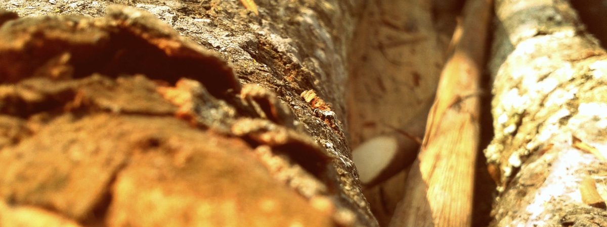 Parduodamo miško kaina